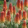 Kniphofia Wrexham Buttercup